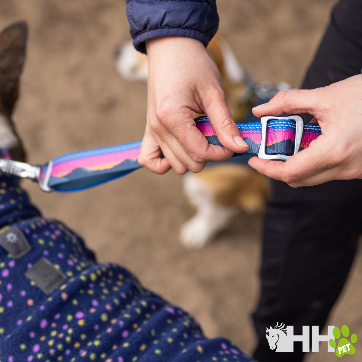 Coleira colorida para cão ajustada com fivela metálica e cão com casaco azul de bolinhas.