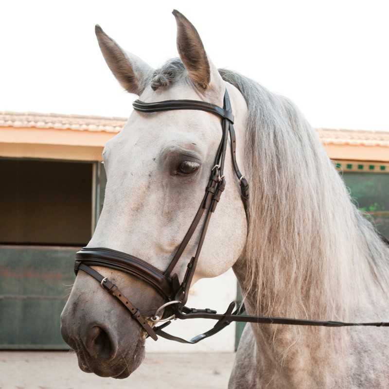 Cavalo branco com sela de couro preto em estábulo