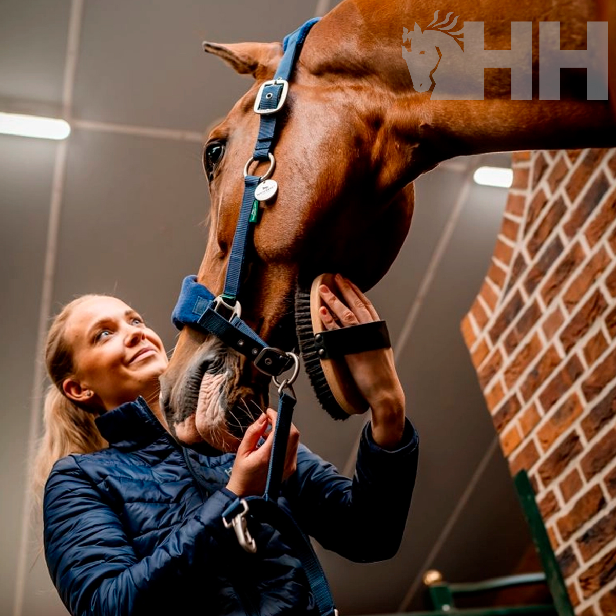 Mulher a escovar cavalo castanho com focinheira azul junto a parede de tijolos