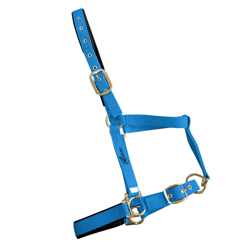 Cabresto para animal azul em nylon com fivelas douradas
