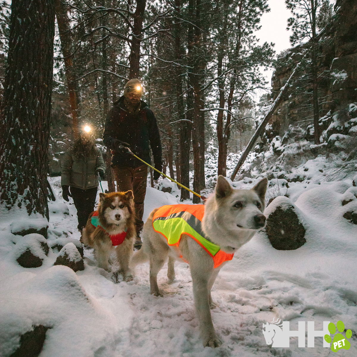 Dois cães com coletes refletivos são passeados por duas pessoas numa floresta nevada.