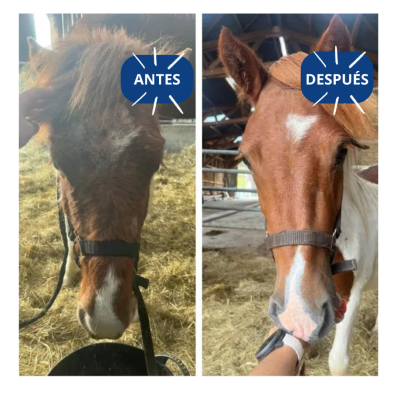 Comparação antes e depois cuidados em cavalo castanho com marca branca na testa e no focinho em estábulo