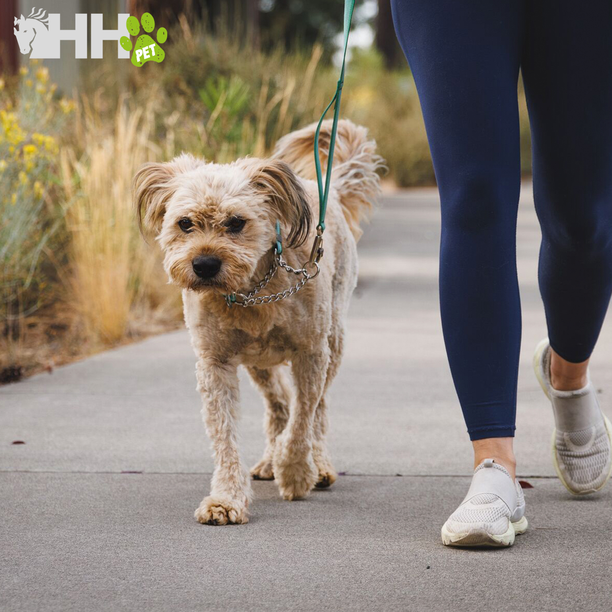 Cão castanho claro a ser passeado por pessoa com calças azuis e sapatilhas brancas numa calçada com vegetação seca