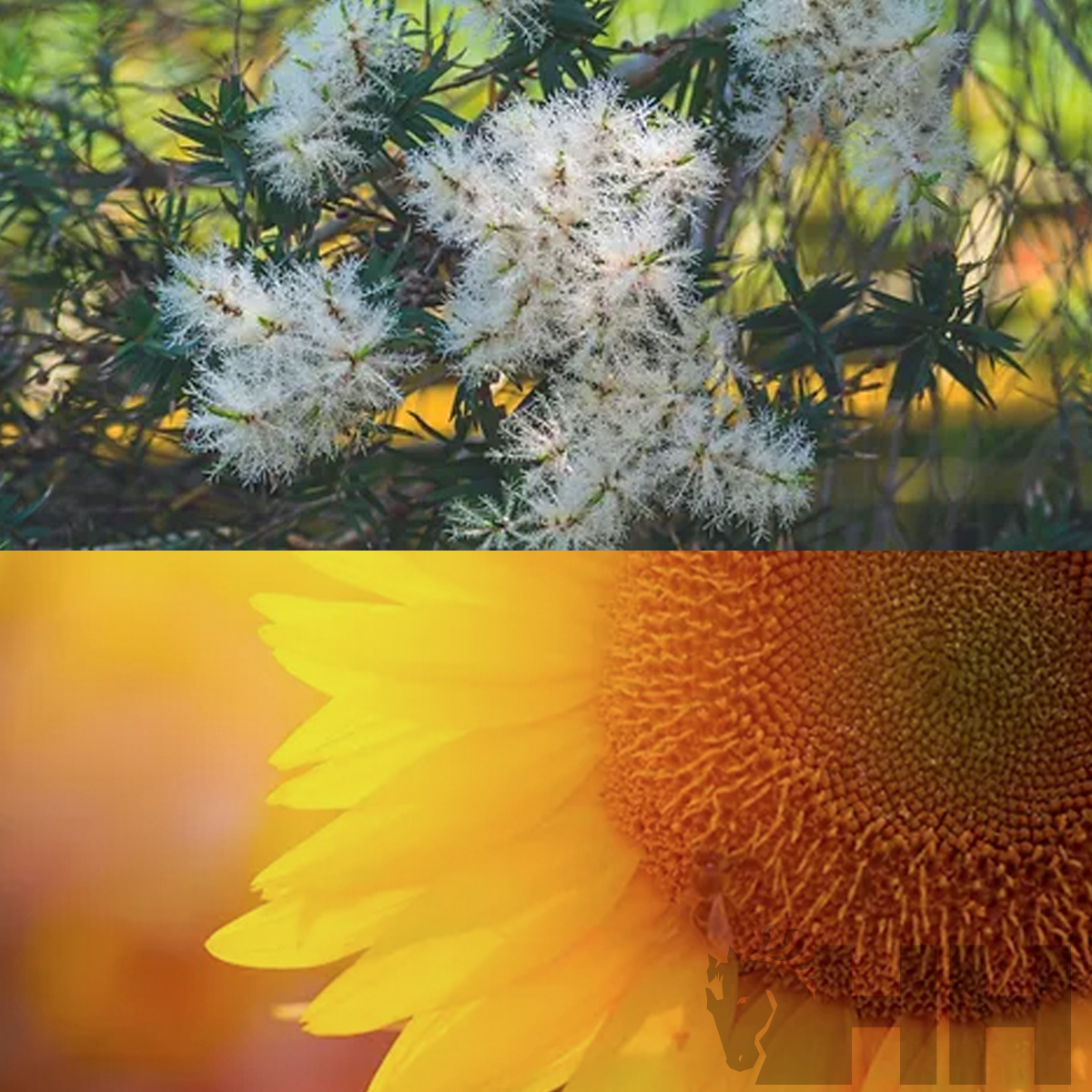 Flores brancas e girassol amarelo com centro castanho em fundo desfocado