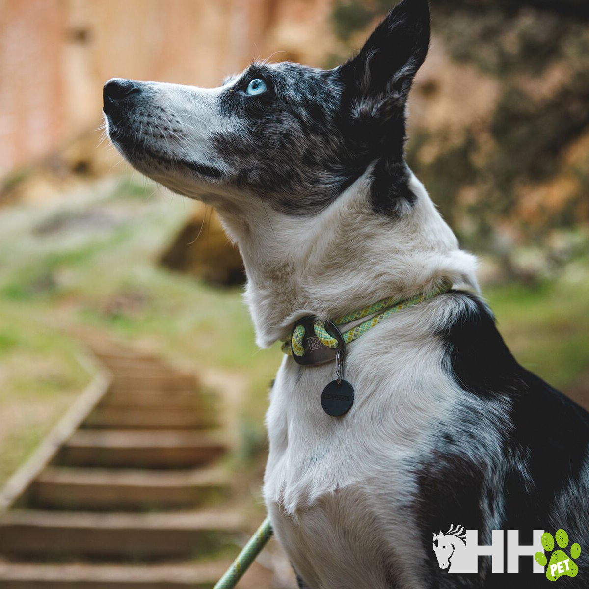 Cão branco e preto com coleira verde ao ar livre
