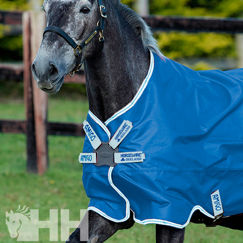 Cavalo com peúga azul royal com etiquetas e cerca de madeira ao fundo