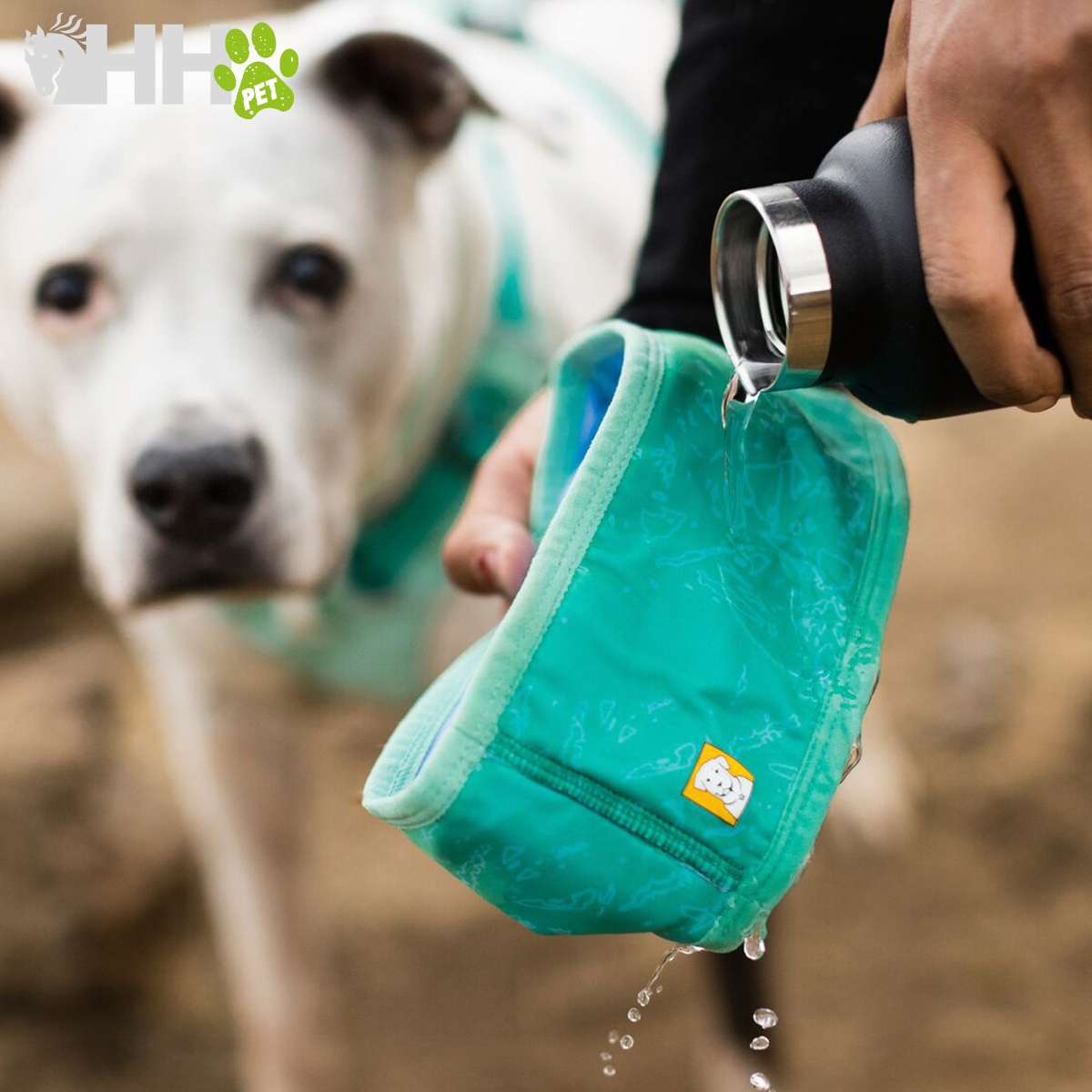 Bebedouro portátil azul-turquesa a ser enchido com água por uma garrafa térmica preta, cão branco ao fundo