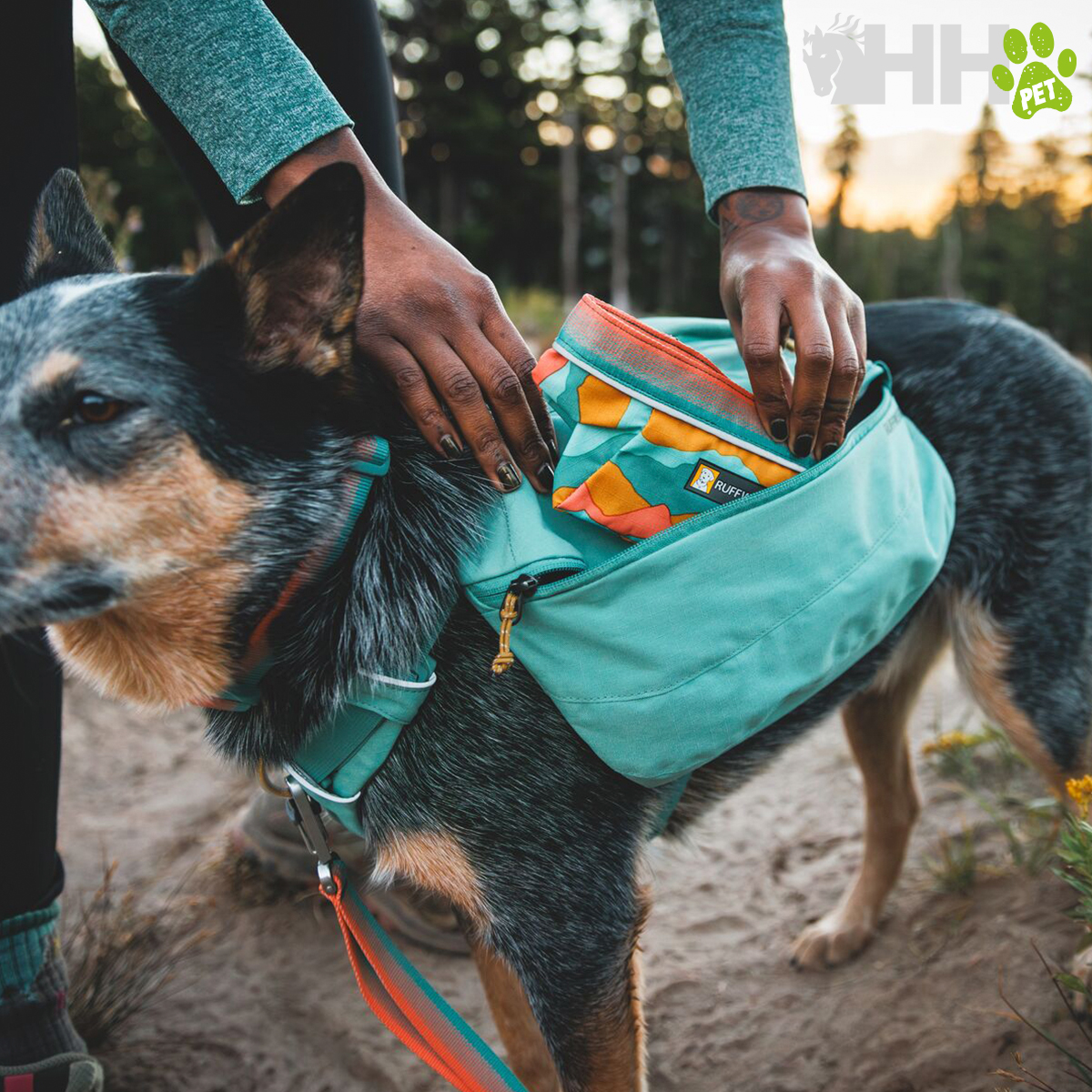 Cão com mochila verde-água ao ar livre
