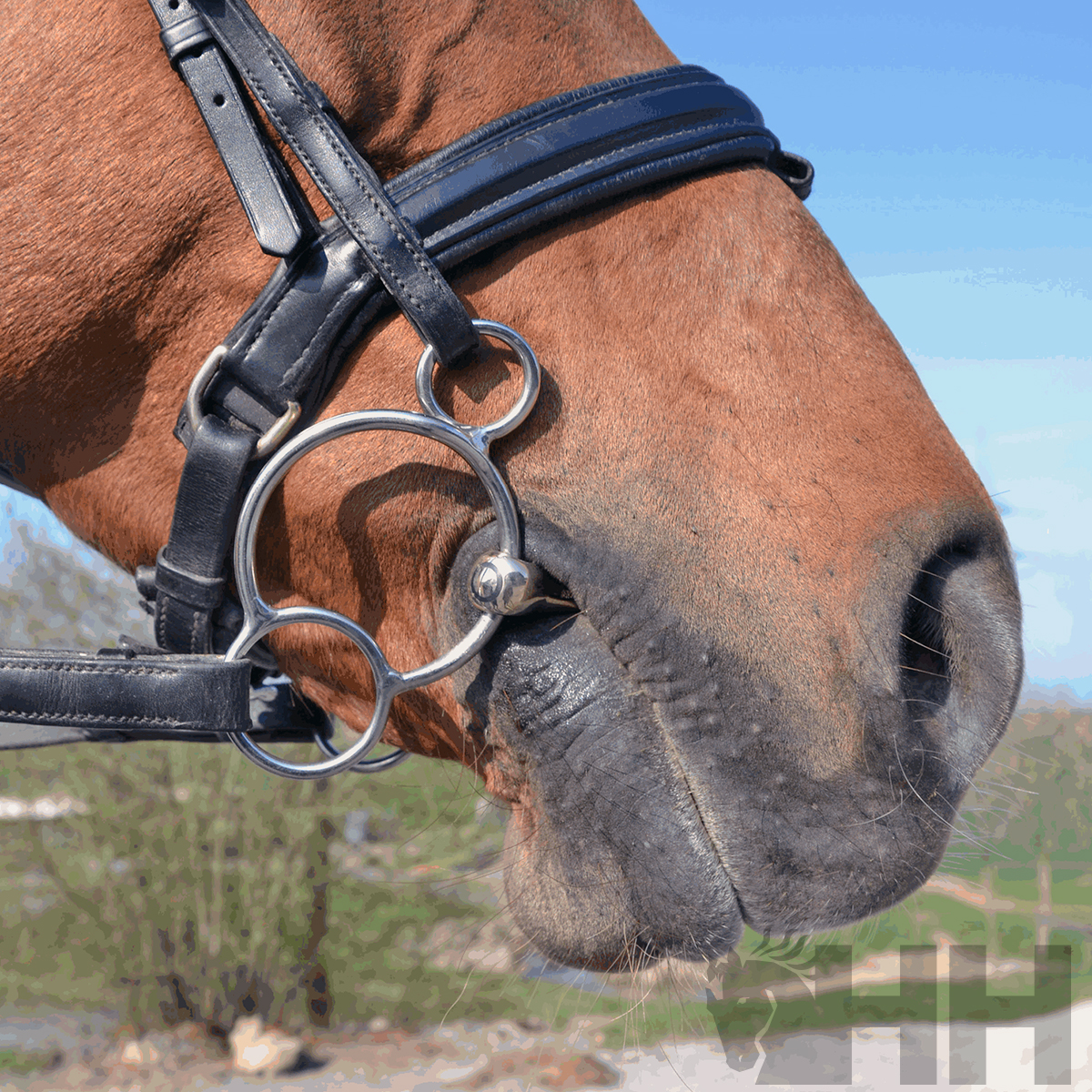 Focinho de cavalo castanho com embocadura e cabresto de couro preto ao ar livre