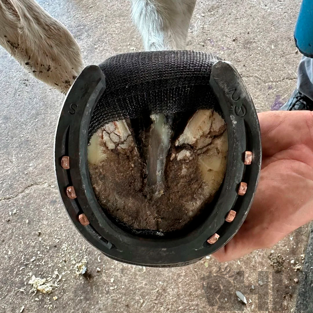 Casco de cavalo com ferradura preta fixada e mão a segurar.