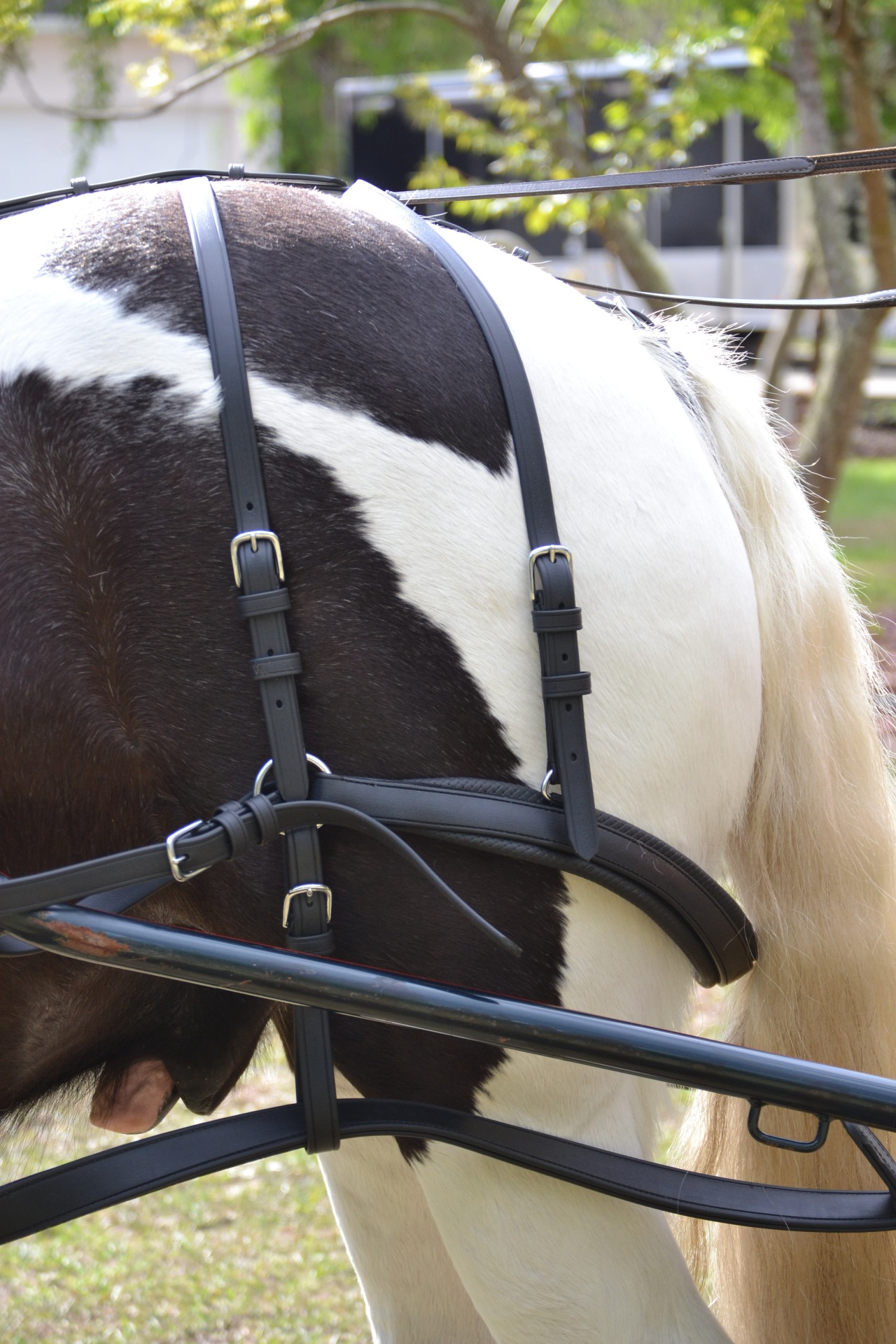 Cavalo branco e preto com arreio preto em couro