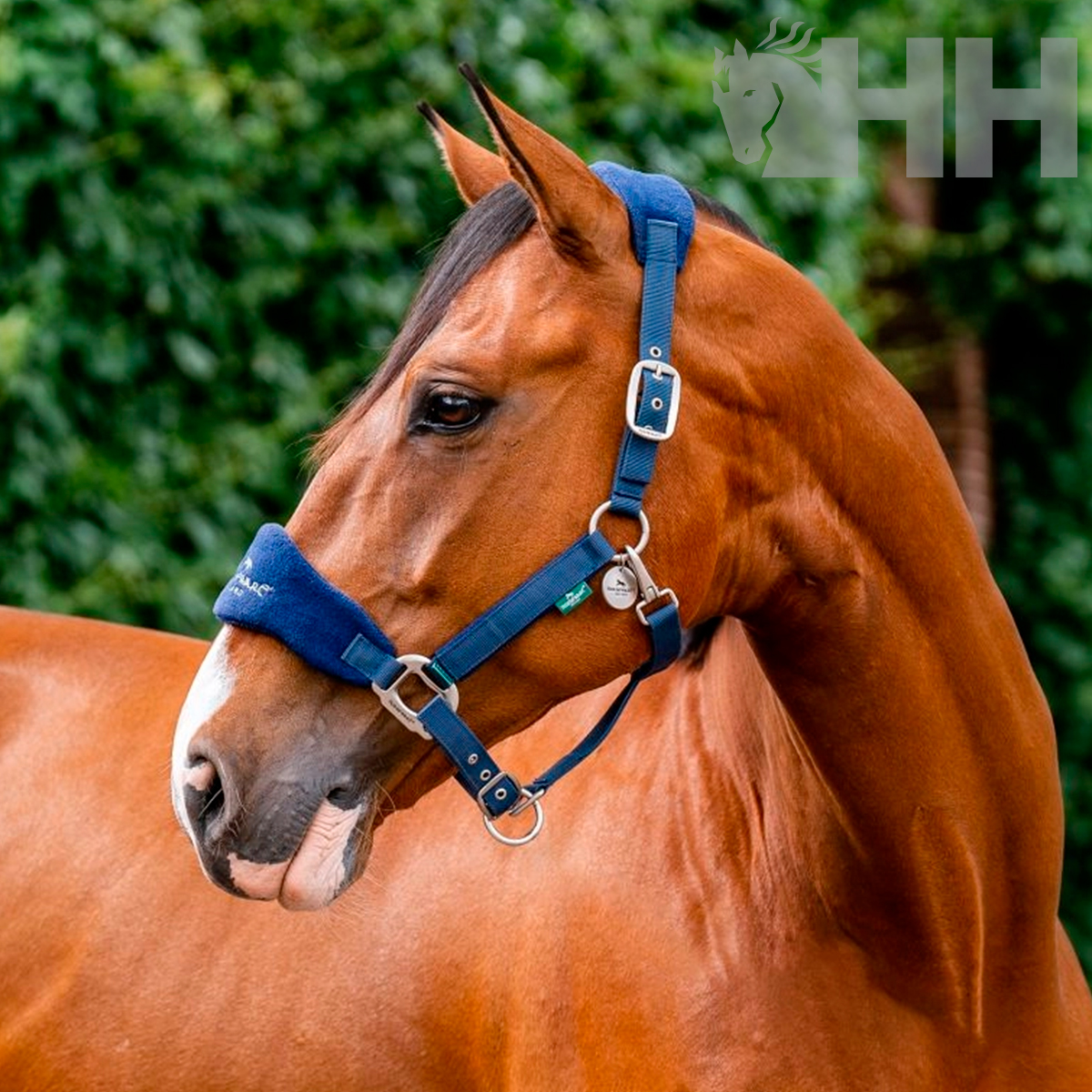 Cavalo castanho com máscara azul de proteção em ambiente exterior