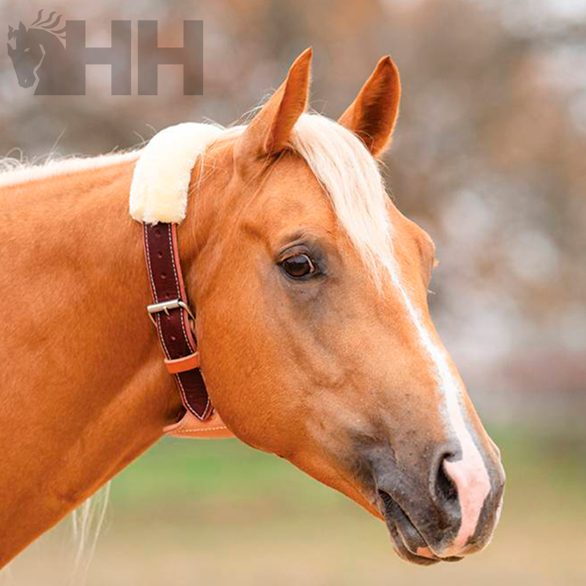 Cavalo castanho com coleira de couro castanho e proteção de pele sintética branca