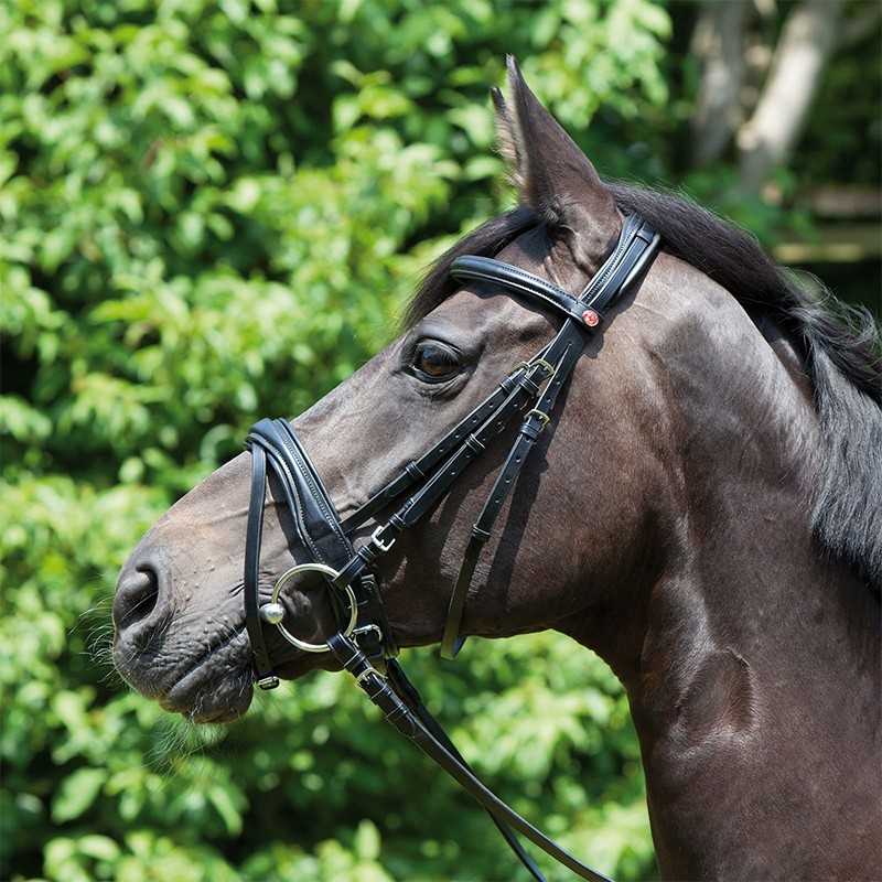 Cabeça de cavalo com cabresto preto em ambiente natural