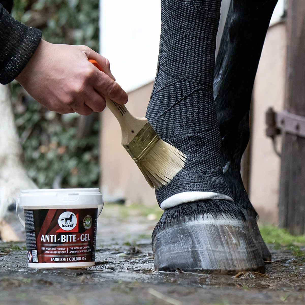 Aplicação de gel anti-picadas na perna de cavalo com proteção preta e pincel