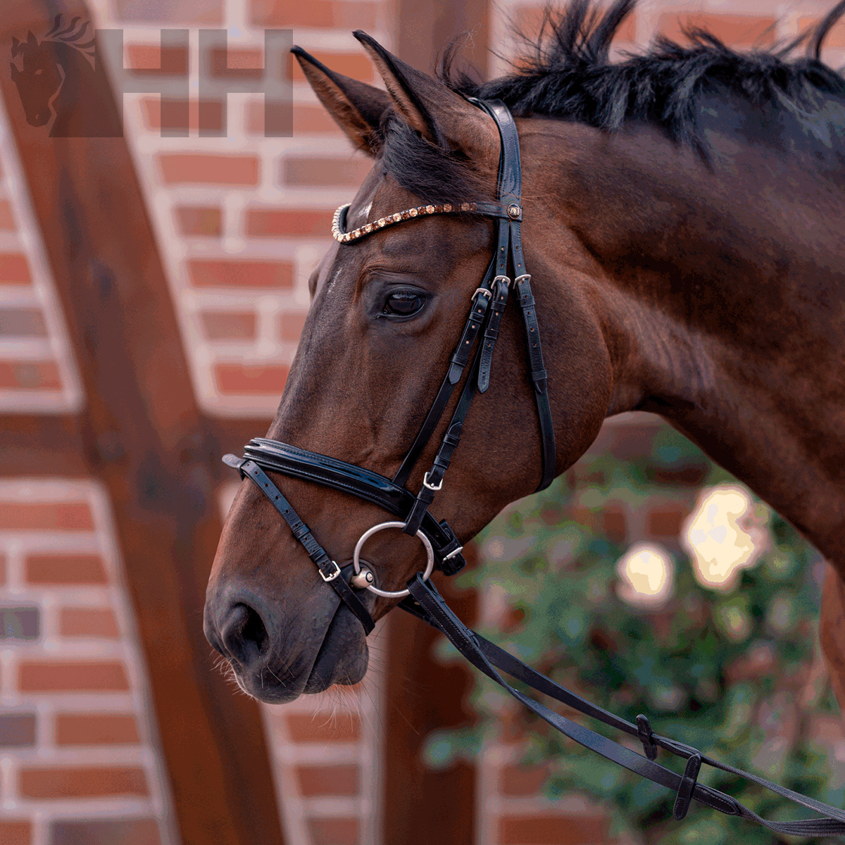 Cavalo castanho com cabresto de couro preto com pedrinhas brilhantes