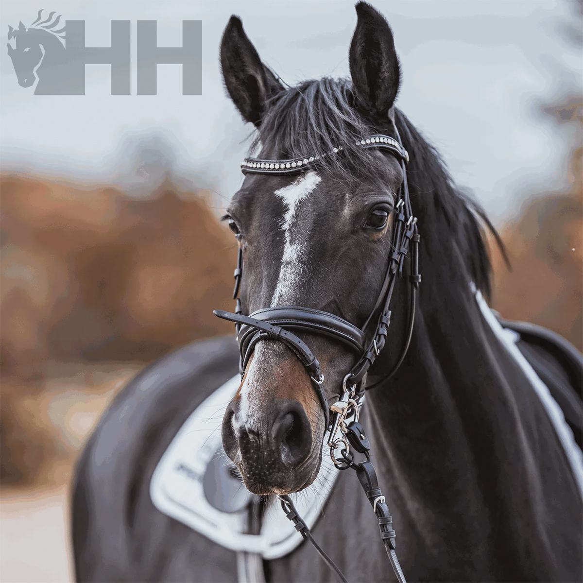 Cavalo preto com sela branca e cabresto preto com detalhes prateados