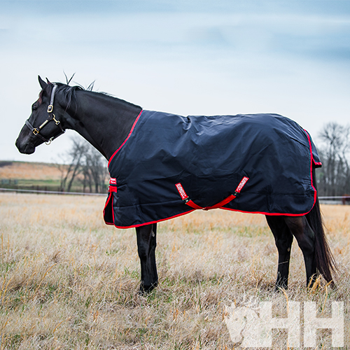 Cavalo preto com manta azul escura com bordas vermelhas numa paisagem de campo aberto