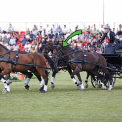 Carruagem puxada por cavalos castanhos com pessoas vestidas formalmente em campo verde, público nas bancadas ao fundo.