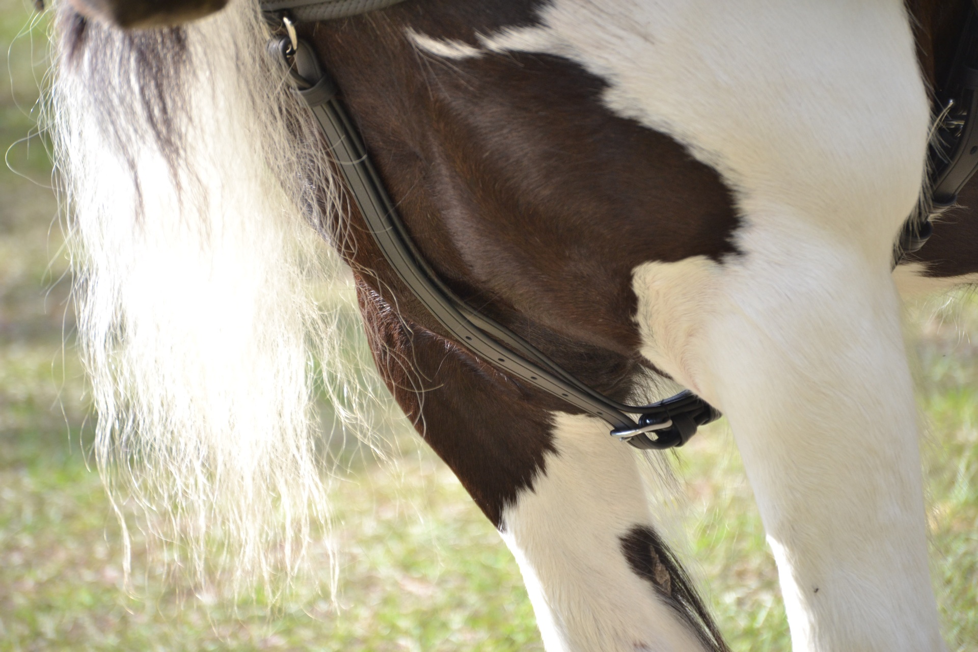 Pernas dianteiras e crina de cavalo castanho e branco com rédea de couro