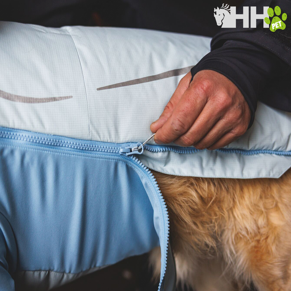 Cão com casaco azul claro e fecho a ser fechado por uma mão humana