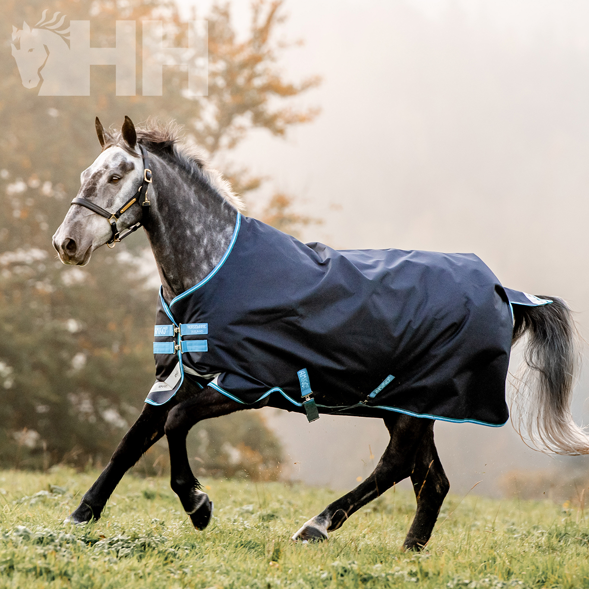 Cavalo cinzento com manta azul escura e bordas azuis claras em área verde
