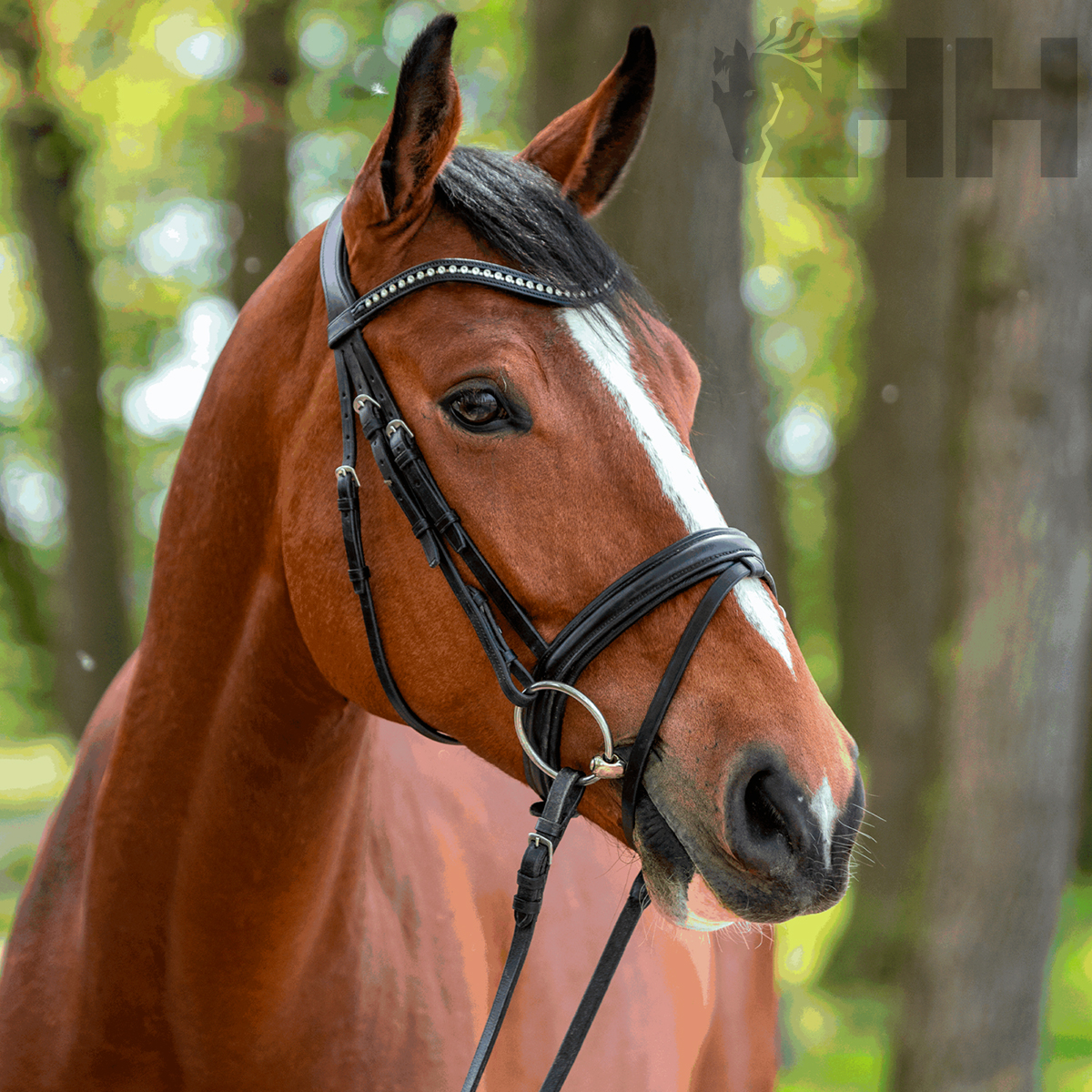 Cavalo castanho com arreio preto em floresta