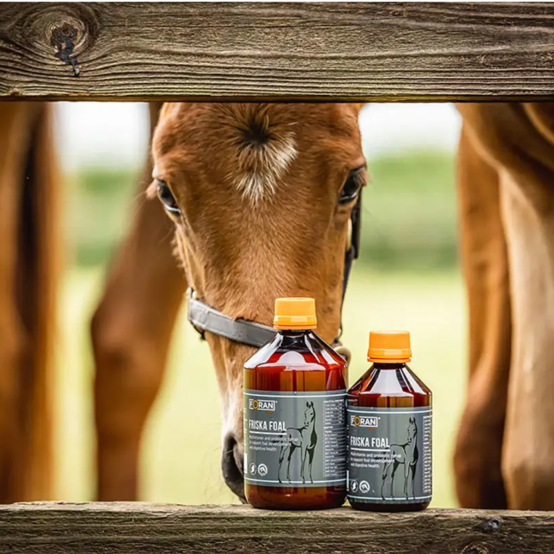 Cavalo castanho ao fundo com duas garrafas EORAN FRISKA FOAL em madeira à frente