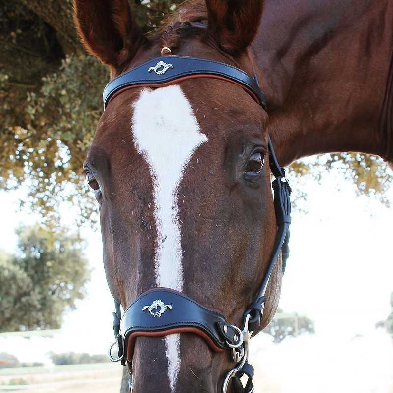Cavalo castanho com cabeçada de couro preto e detalhes metálicos ao ar livre