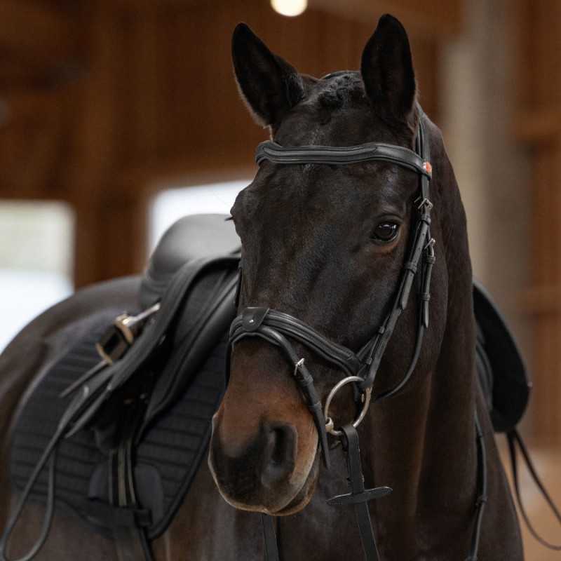 Cavalo castanho escuro com cela e peitoral pretos