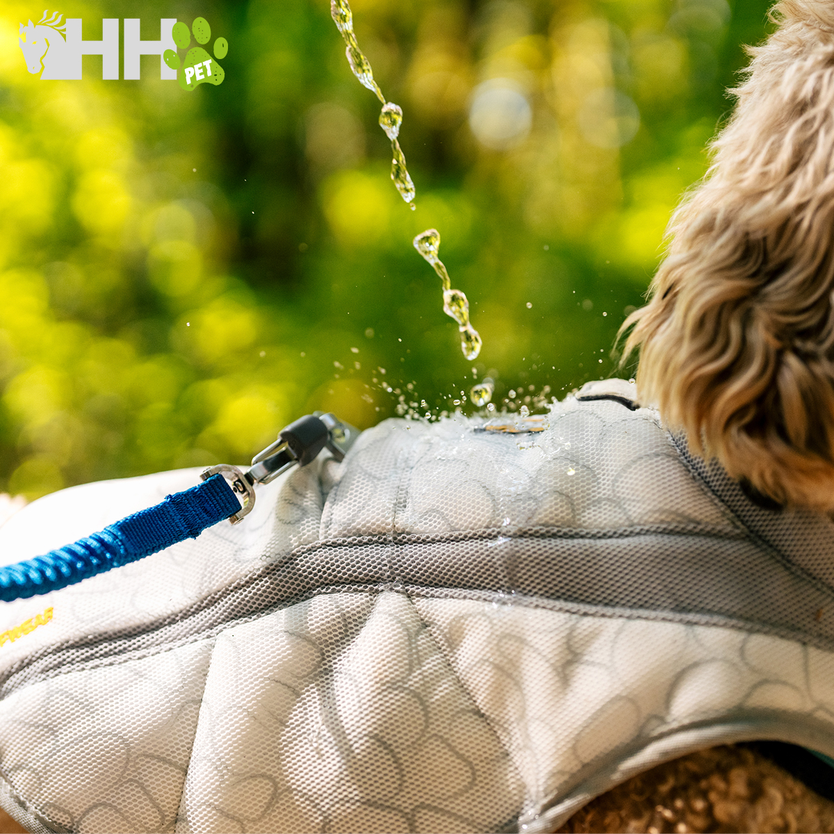 Coleira ou peitoral cinzento acolchoado para cão com trela azul em ambiente exterior
