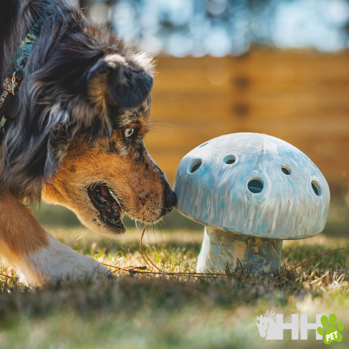 Cão cheira brinquedo forma cogumelo azul