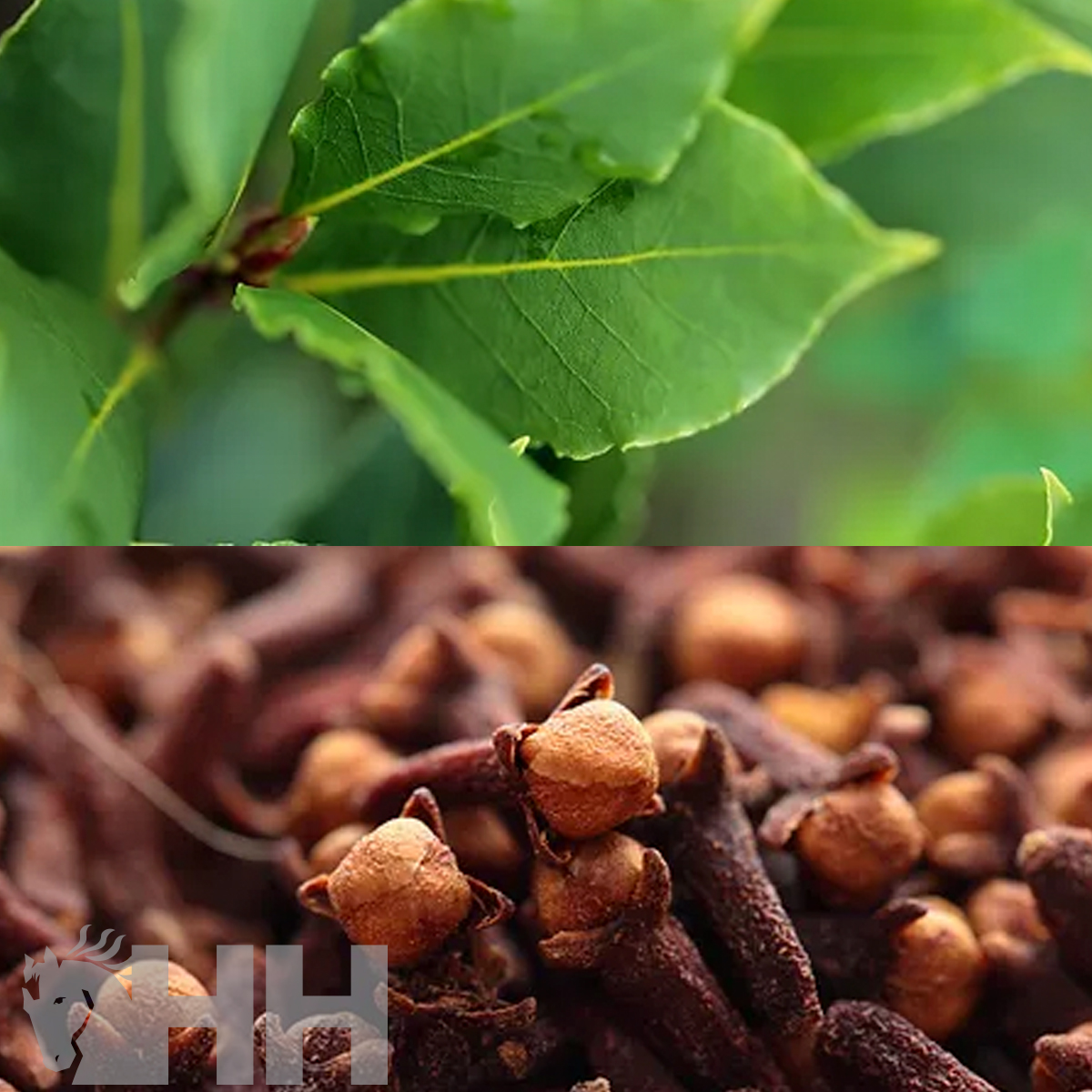 Folhas verdes e cravos-da-índia secos em close-up