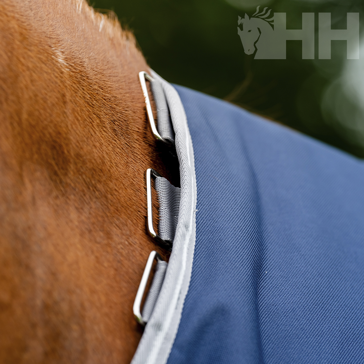 Cobertura azul com fivelas metálicas presa a um cavalo castanho claro