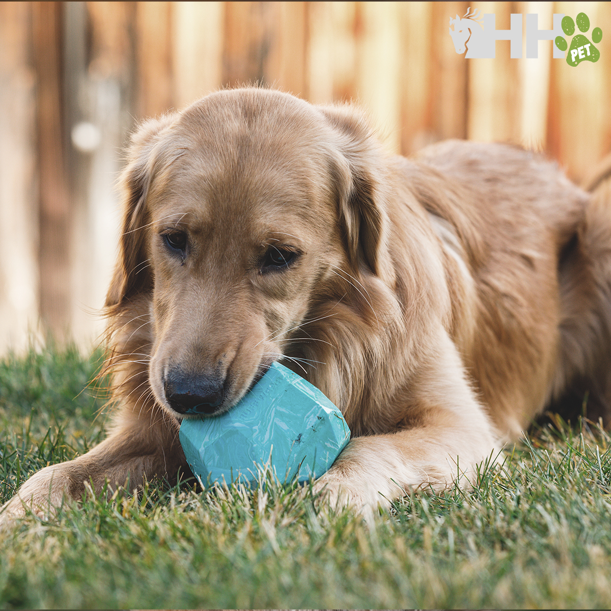 Cão Golden Retriever a morder brinquedo azul em relva
