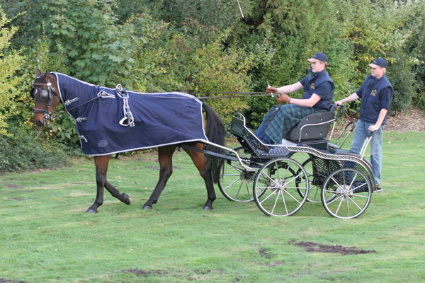 Carruagem puxada por cavalo castanho com capa azul