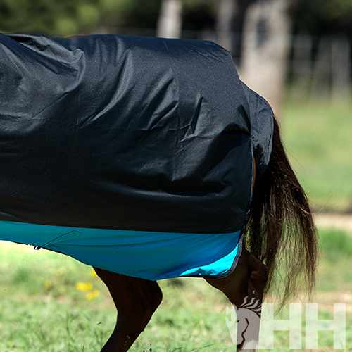 Cavalo com manta preta e azul claro