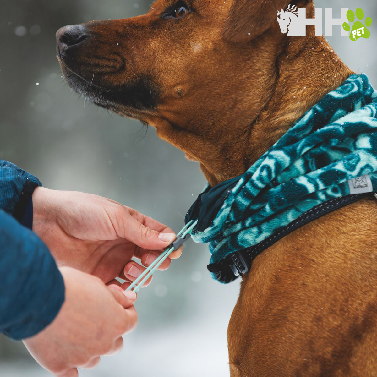 Cão com coleira preta e lenço azul e branco sendo ajustado na neve