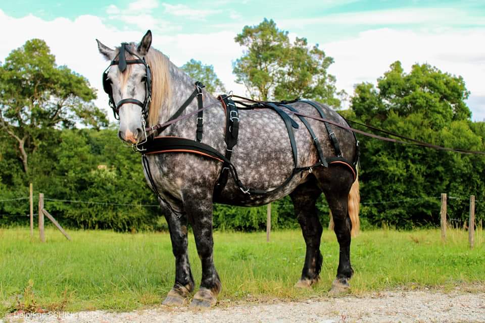 Cavalo cinza com arreios em estrada de cascalho junto a campo verde