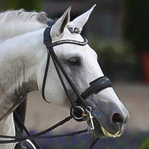 Cavalo branco com arreio preto e freio metálico ao ar livre