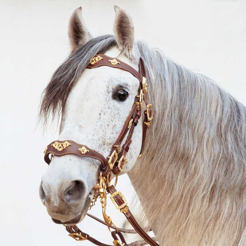 Cavalo branco com rédea de couro castanho decorada com detalhes dourados
