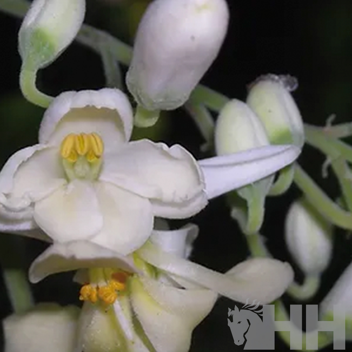 Flores brancas com detalhes amarelos e botões ao redor num fundo escuro