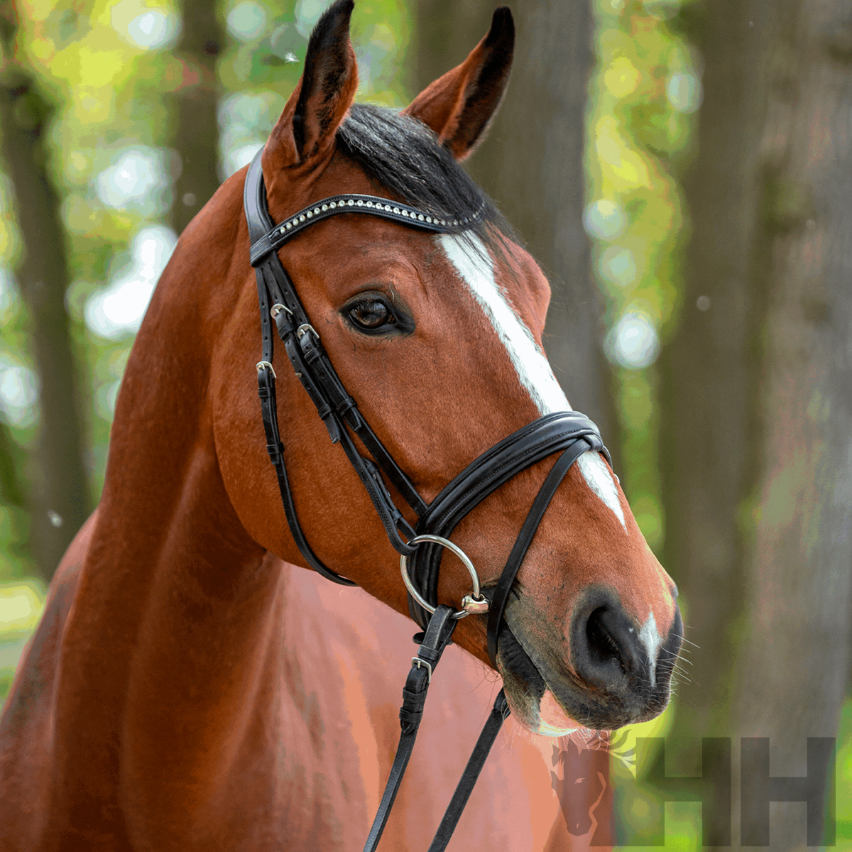 Cavalo castanho com cabeçada preta em ambiente de floresta