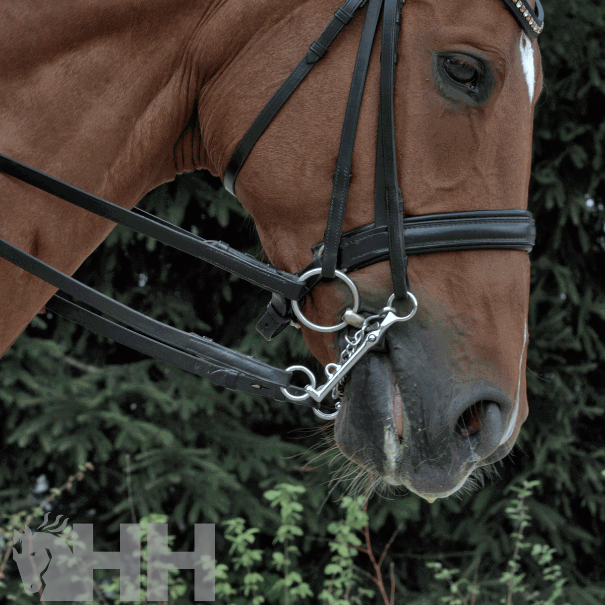Cabeça de cavalo castanho com bridão preto em couro e argolas metálicas