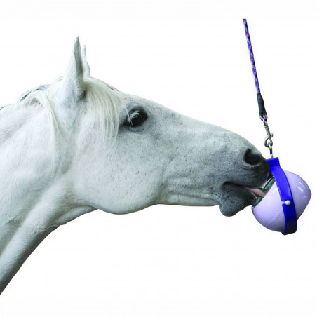 Cavalo branco lambendo bola branca suspensa por correia azul