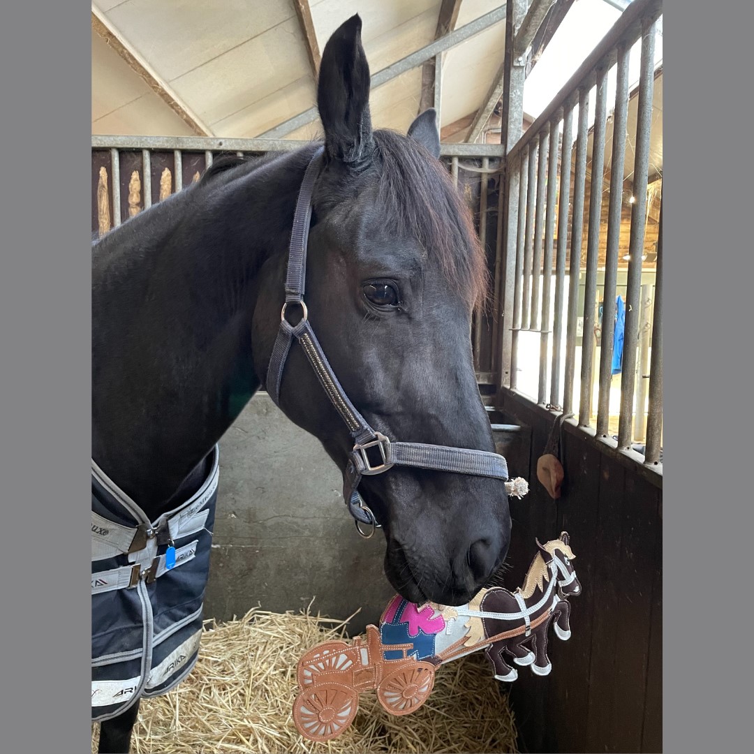 Cavalo preto com cabresto e manta dentro de estábulo segurando brinquedo de carruagem