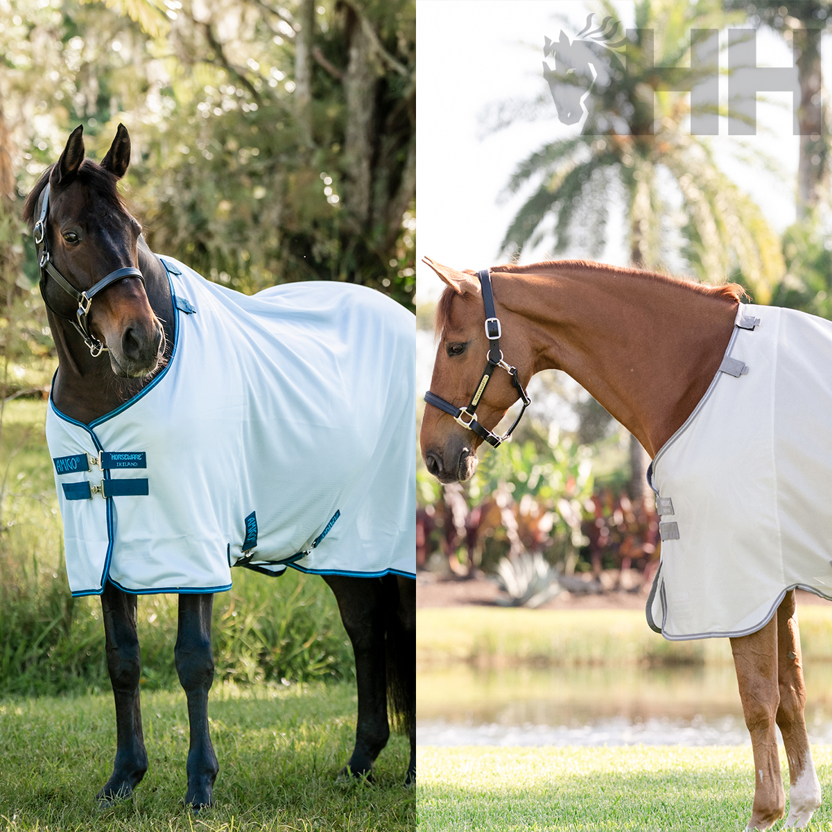 Dois cavalos com cobertores brancos para proteção contra insetos, um com detalhes em azul e outro em cinza.