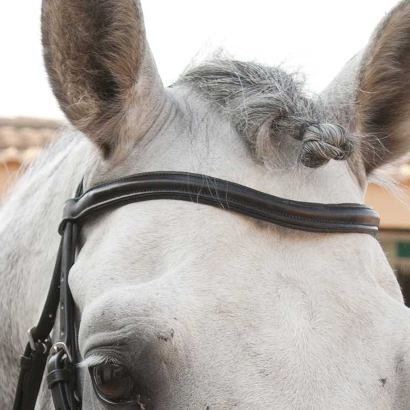 Cabeça de cavalo branco com bridão de couro preto