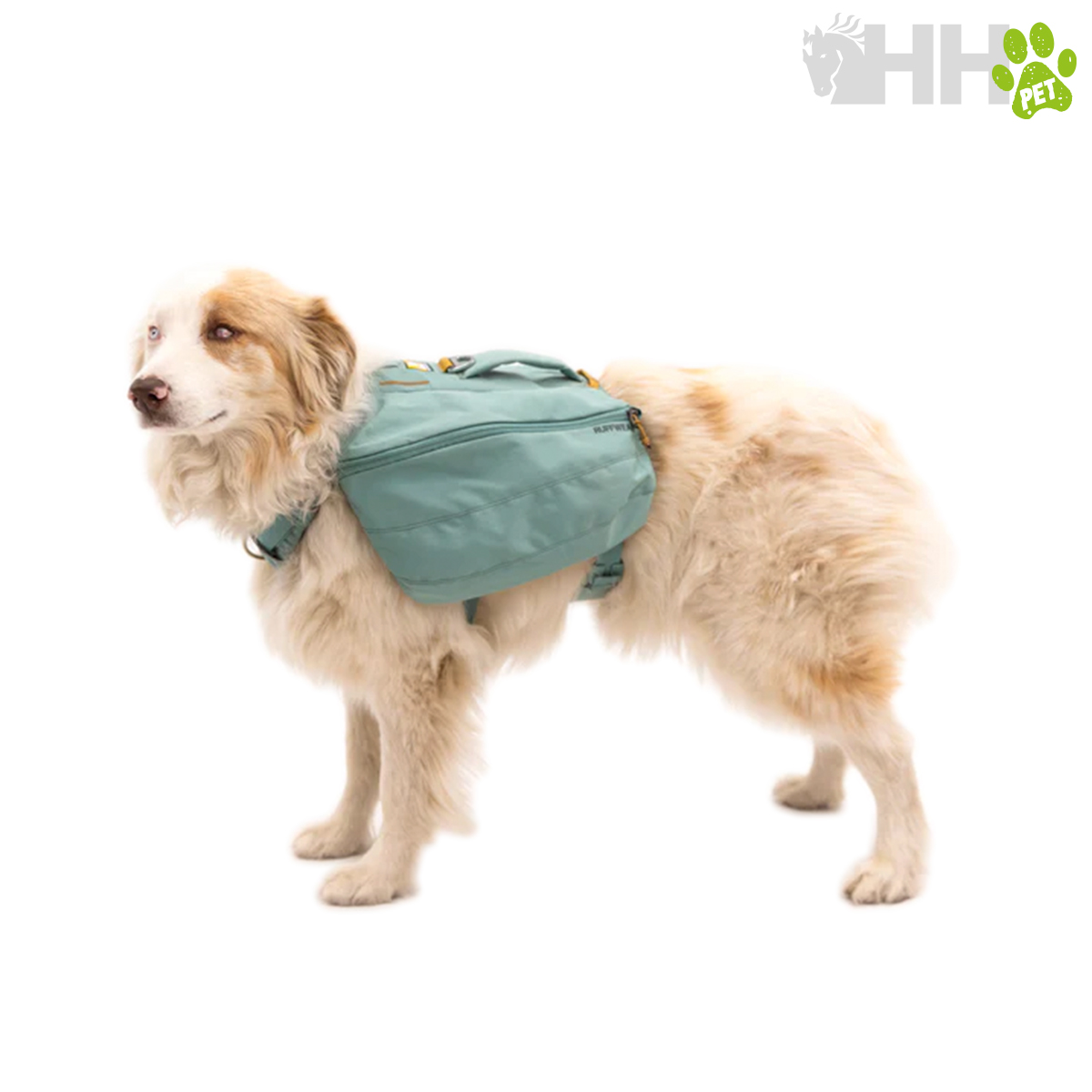 Cão com mochila verde-azulada