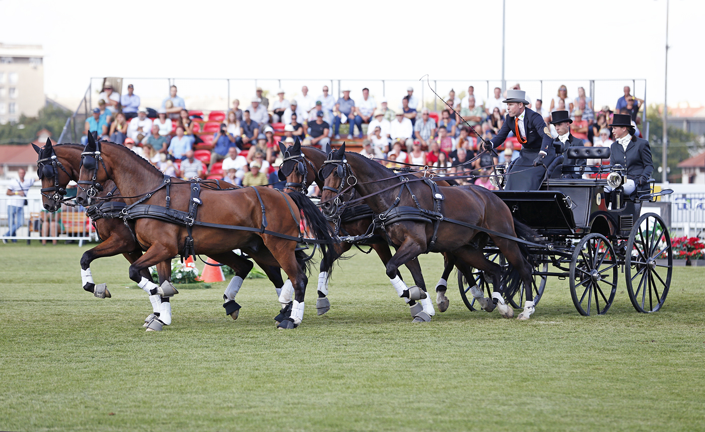 Carruagem preta puxada por quatro cavalos castanhos em evento ao ar livre